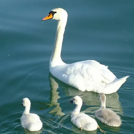 Am Bodensee - Ferienwohnung